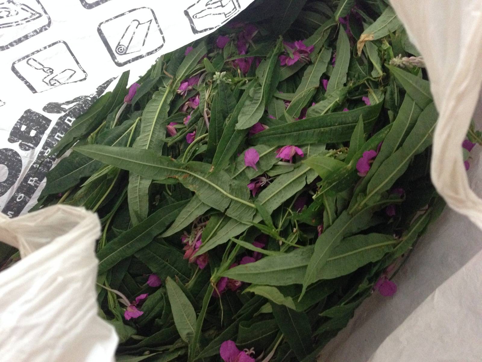 Как правильно заваривать иван-чай: рецепты и особенности приготовления