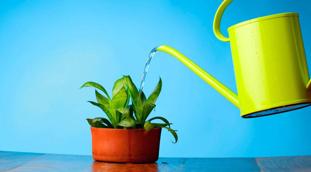 Арабика (Arabica)