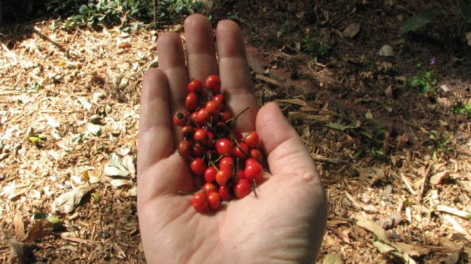 Рецепты приготовления сиропа шиповника на зиму