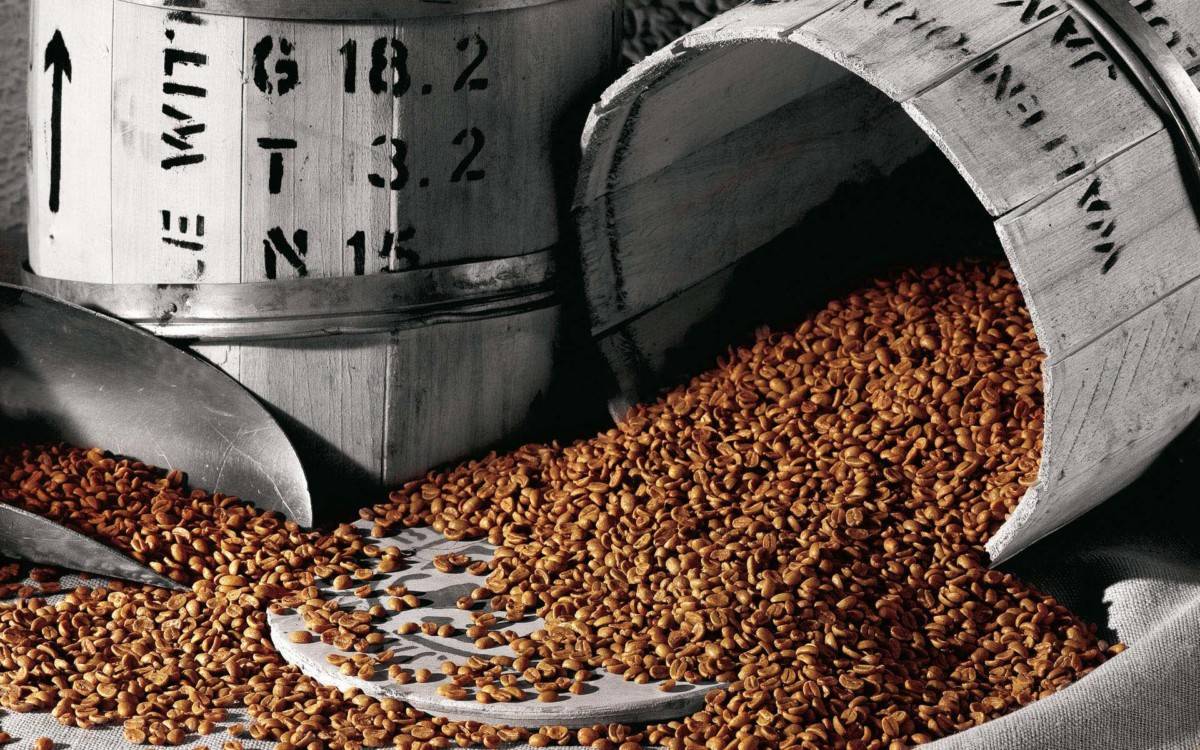 Кофе робуста