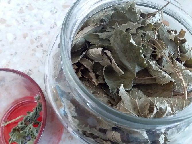 Чай из листьев смородины: польза и вред для здоровья