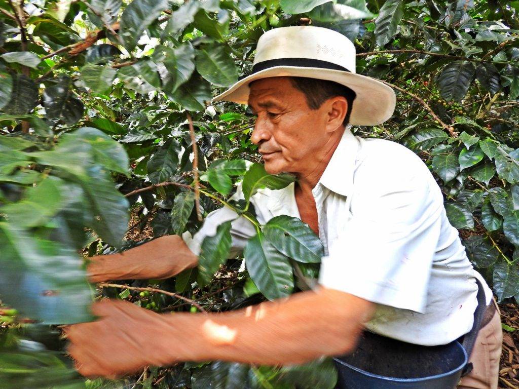 Характеристика кофе в США