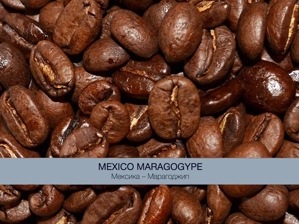 Кофе арабика: все о составе зерна, сортах и вкусах