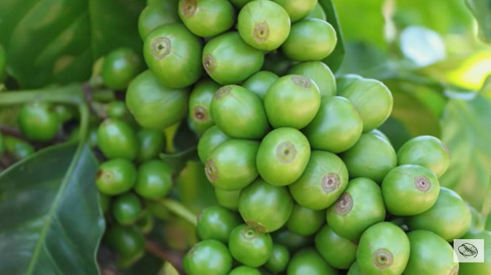 Разнообразие сортов колумбийского кофе