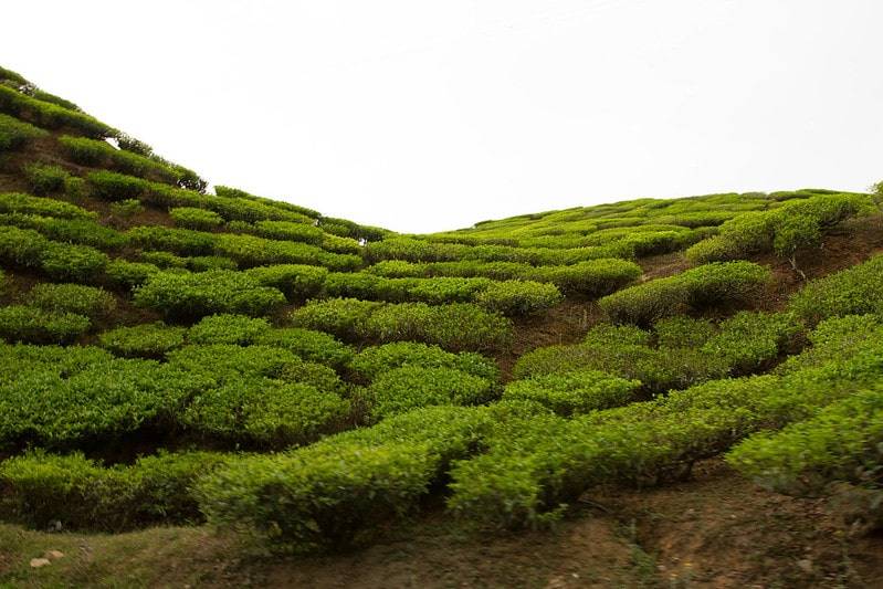 Индийский чай Дарджилинг описание и свойства