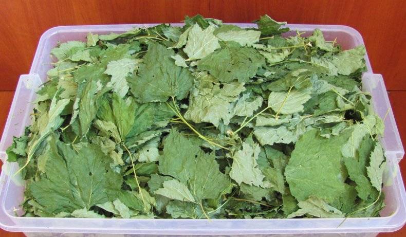 Когда собирать листья малины для лечения и для чая, заготовка малиновых листьев: сбор, сушка, хранение в домашних условиях