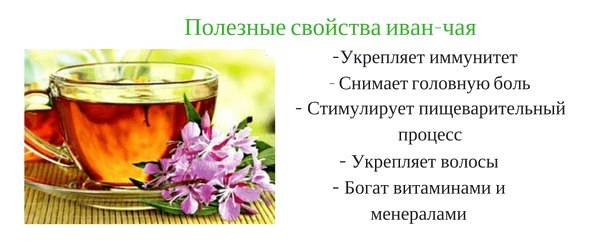 Иван-чай – лечебные свойства и противопоказания