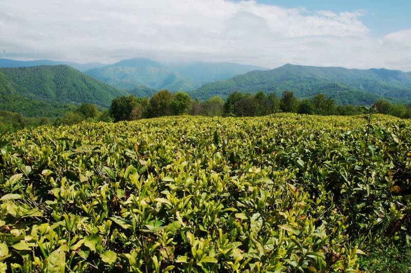 Краснодарский чай: виды, состав, где выращивают - rus-womens