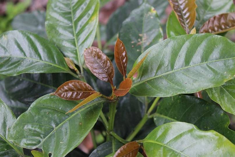 Характеристика арабики Джембер (Jember, S795)