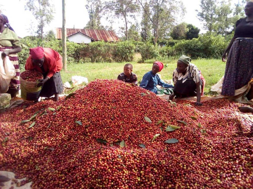 Рейтинг-2021: топ-7 лучший кофе в зернах из кении