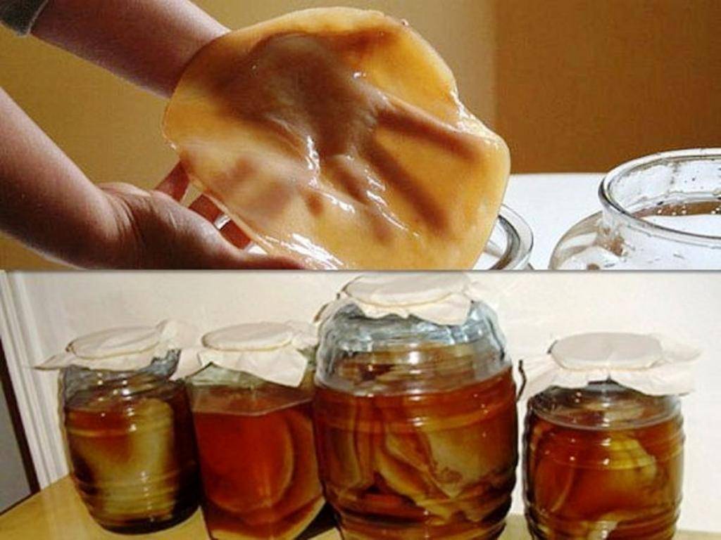 Крафтовая комбуча - пробиотический напиток с полезными свойствами «чайного гриба»