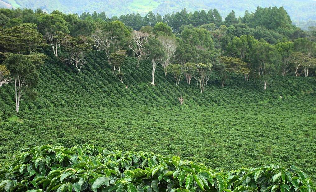 Характеристика танзанийского кофе