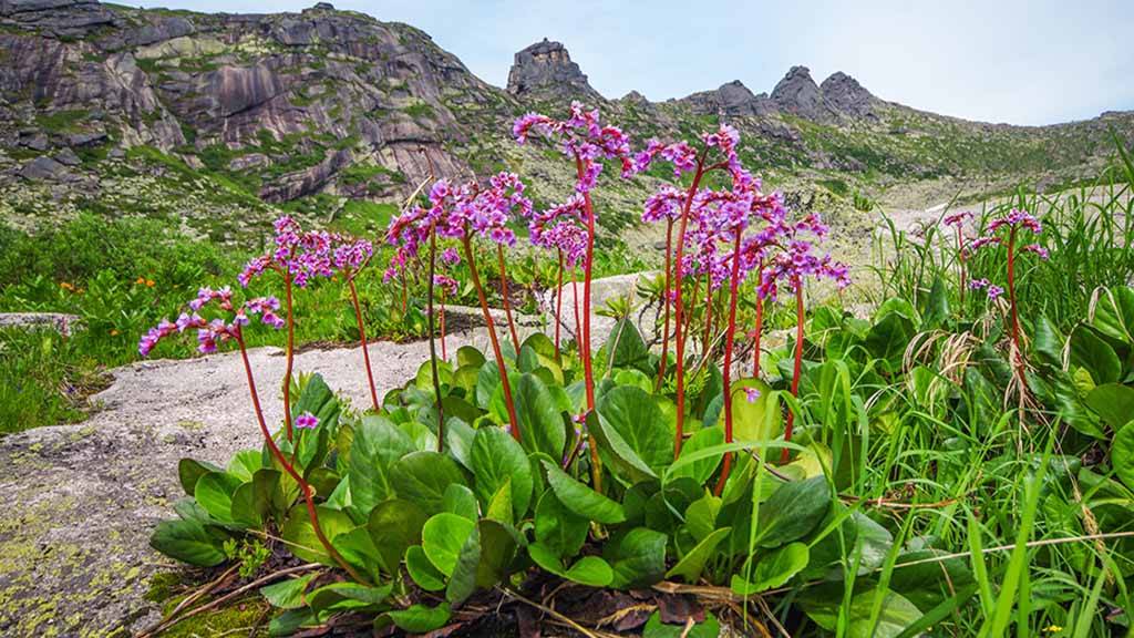 Чай из бадана