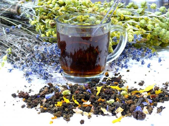 Чай из базилика: лечебные свойства и противопоказания, правила заваривания