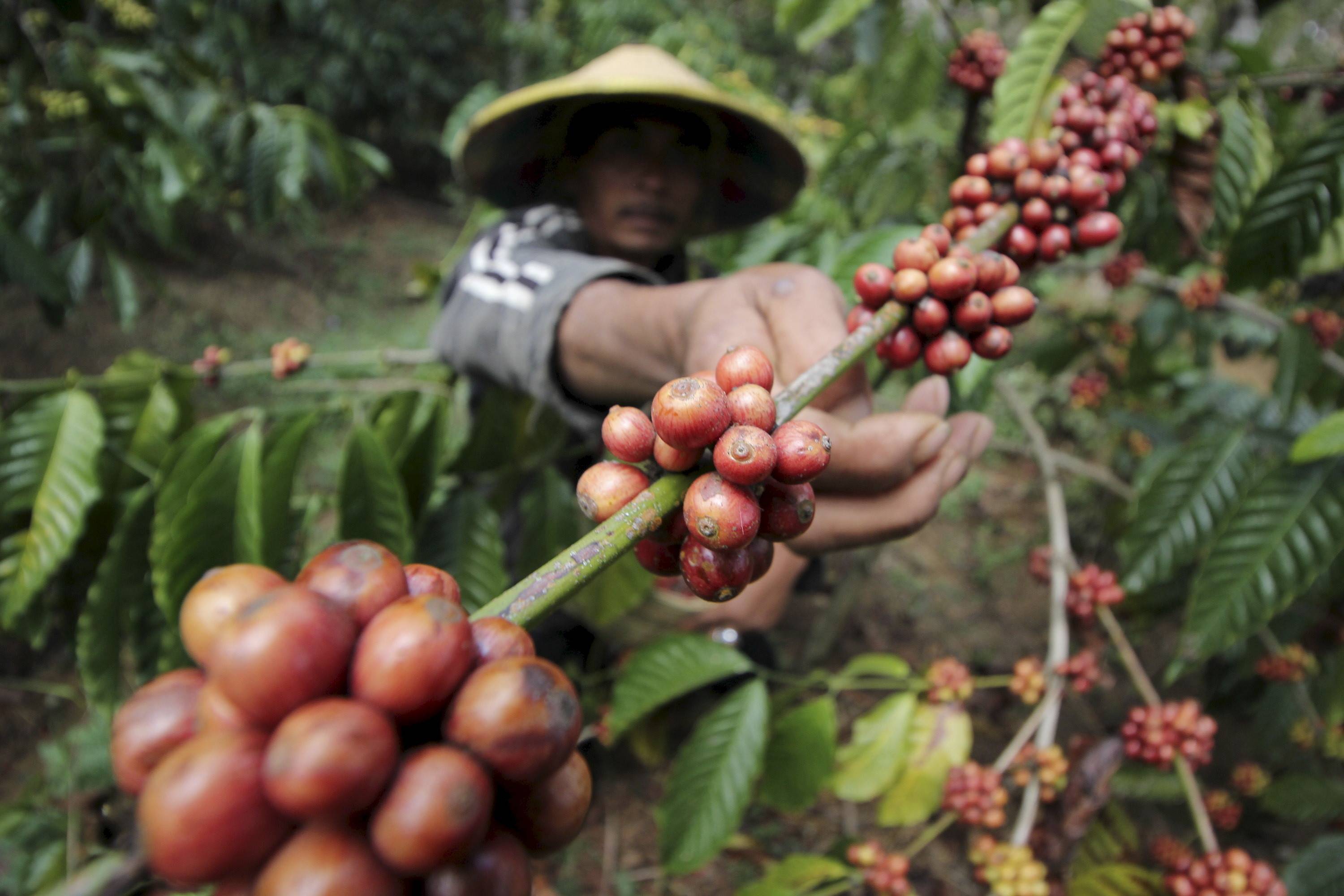 Вьетнамский кофе: как и какие сорта выращивают здесь