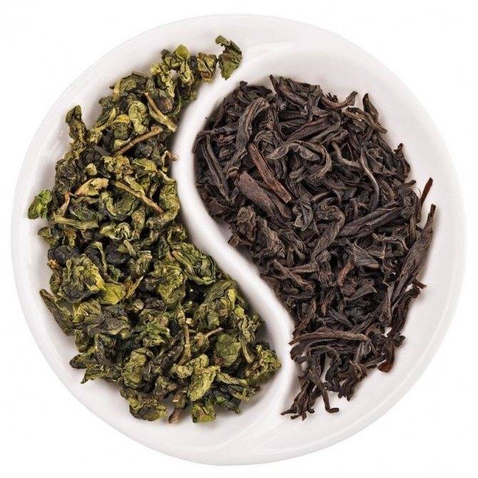Чем отличается черный чай от зеленого. В чем уникальность напитков