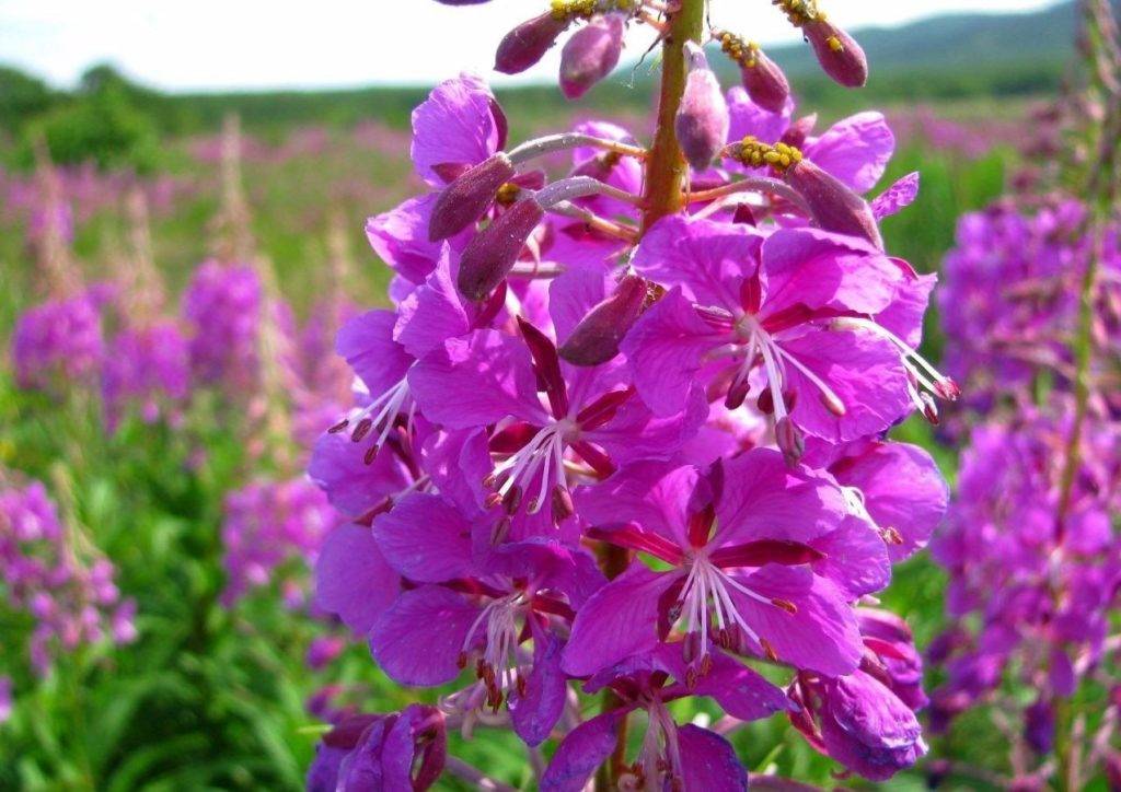 Как приготовить копорский чай в домашних условиях