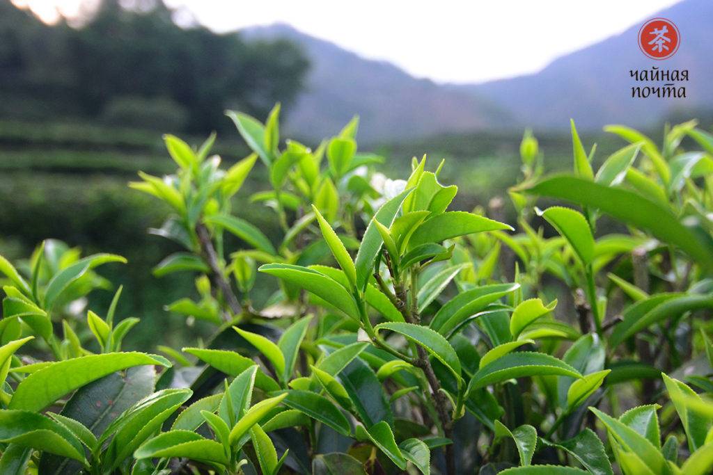 Эффект чая Шуй Сянь и его приготовление