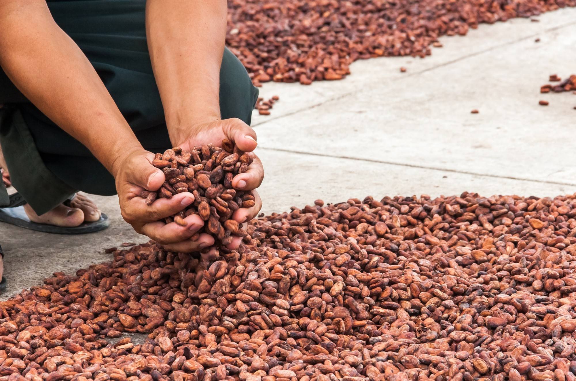 Какао-фрукты и какао-бобы — выращивание, промышленная обработка, изготовление шоколада