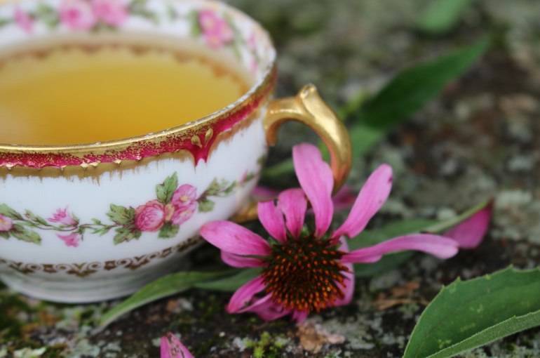 Свойства чая с эхинацеей и рецепты приготовления