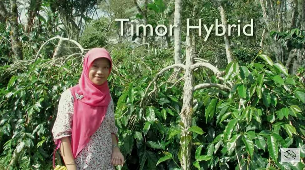 Разнообразие сортов колумбийского кофе