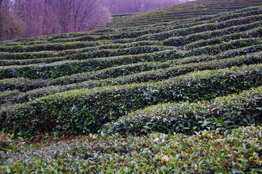 Выращивание чая: как посадить, вырастить и собрать урожай