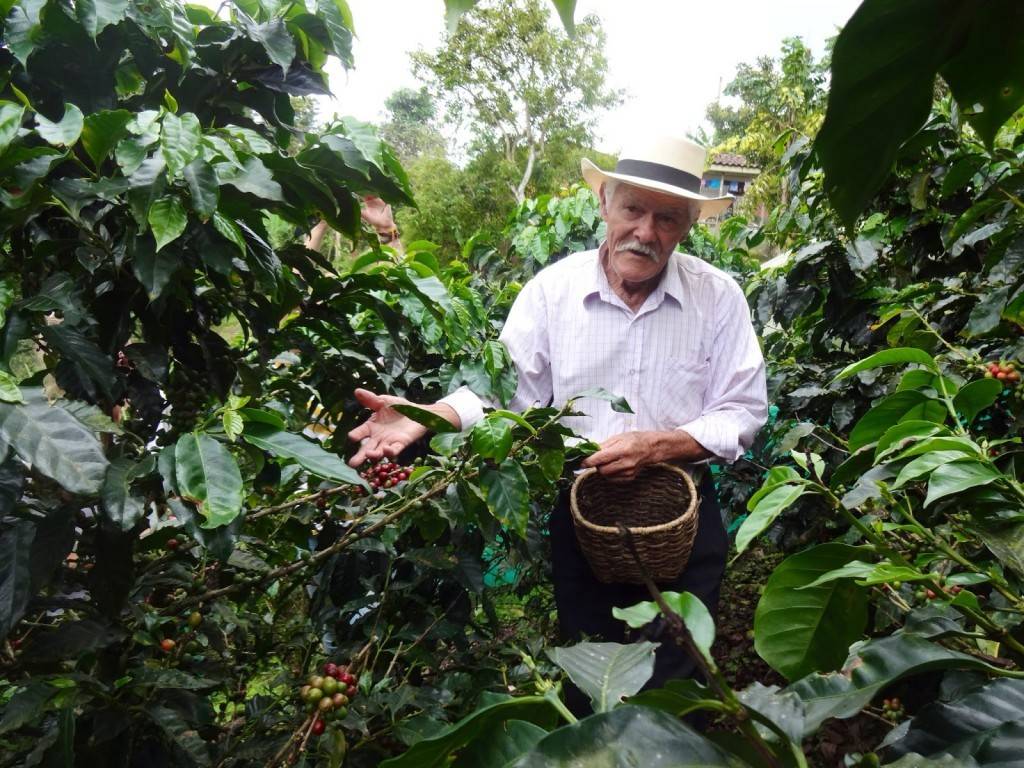 Где растет кофе в мире, его родина, страны экспортеры
