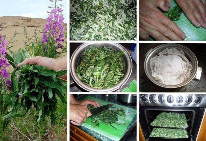 Сушеные травы: 41 рецепт заготовок на зиму » сусеки