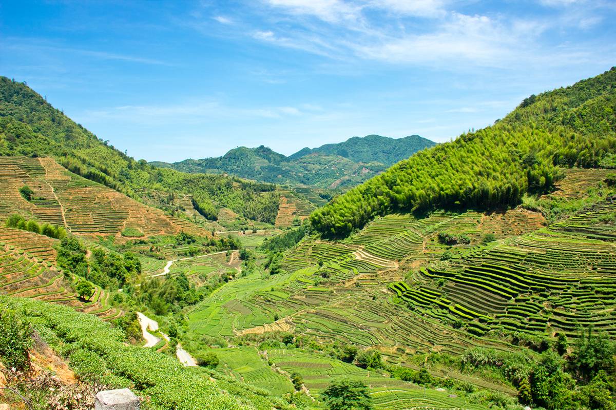 Китайский чай Те Гуань Инь