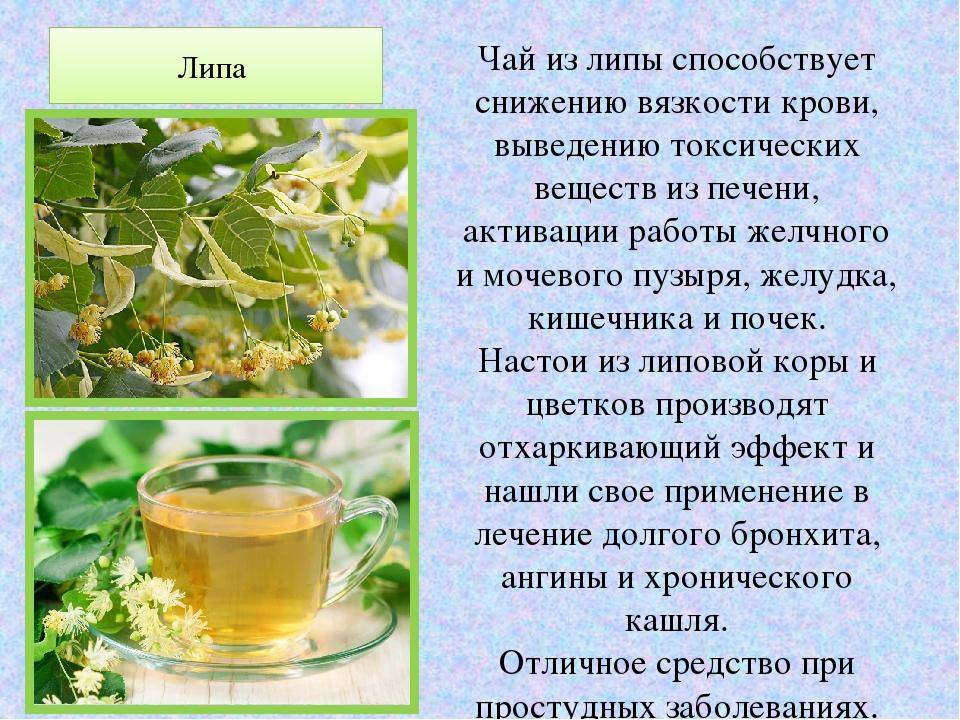 Чем полезен зеленый чай для женщин и мужчин, его возможный вред