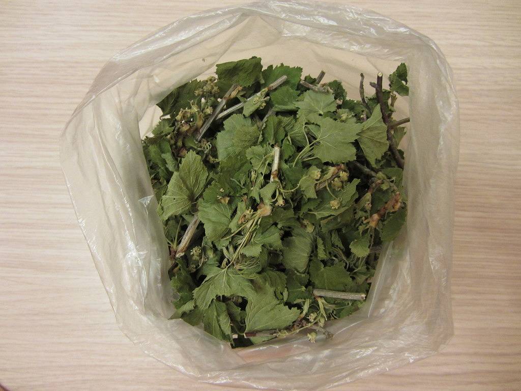 Чай из листьев смородины: польза и вред, сбор и приготовление по лучшим рецептам