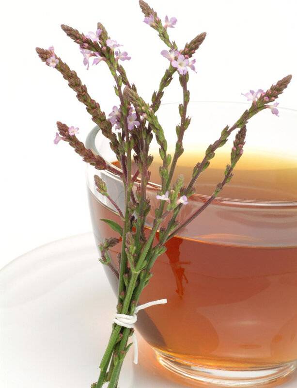 Вербена чай: применение в народной медицине, лучшие рецепты