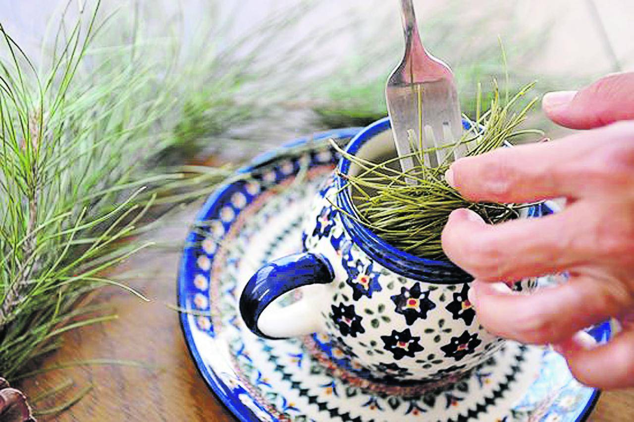 Хвойный чай — секреты полезного напитка