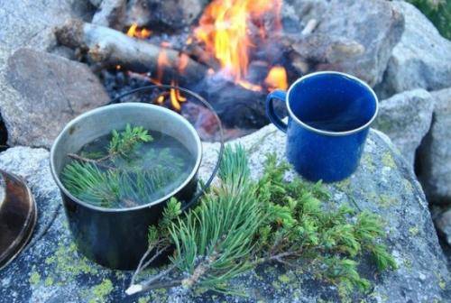 Рецепты чая из можжевельника и его свойства
