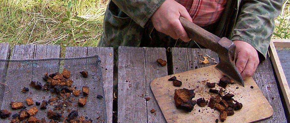 Что такое Чага? Рецепты чая из Чаги