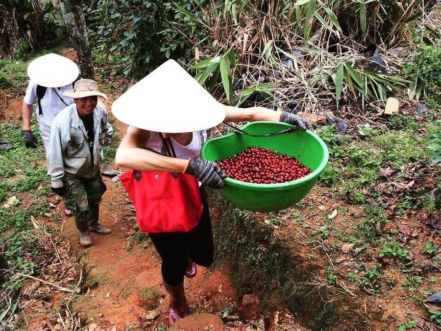 Вьетнамский кофе: сорта, купажи, стоимость вьетнамского кофе