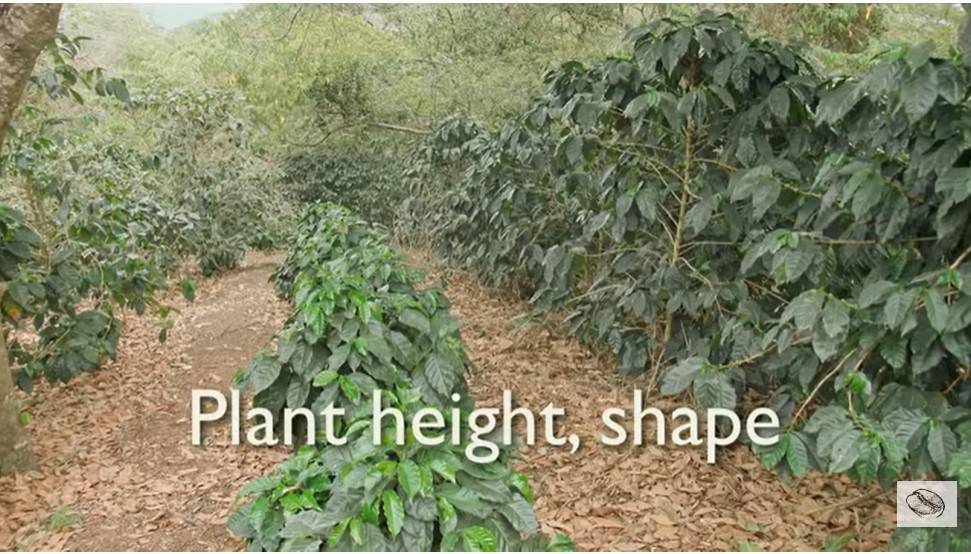 Характеристика сорта арабики Катимор (Catimor)