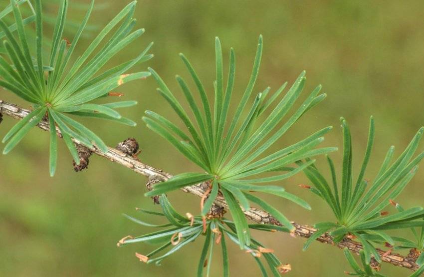 Отвар из лиственницы