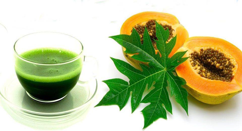 Чай из листьев папайи: полезные свойства, вред, как заваривать