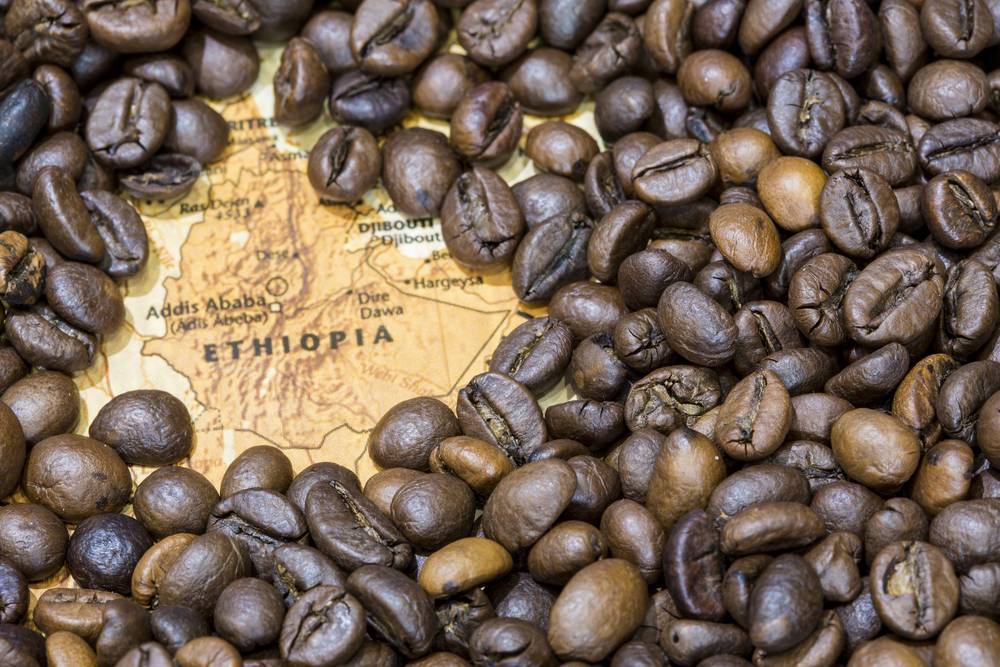 Кофе гватемала: виды и сорта, где растет, как приготовить