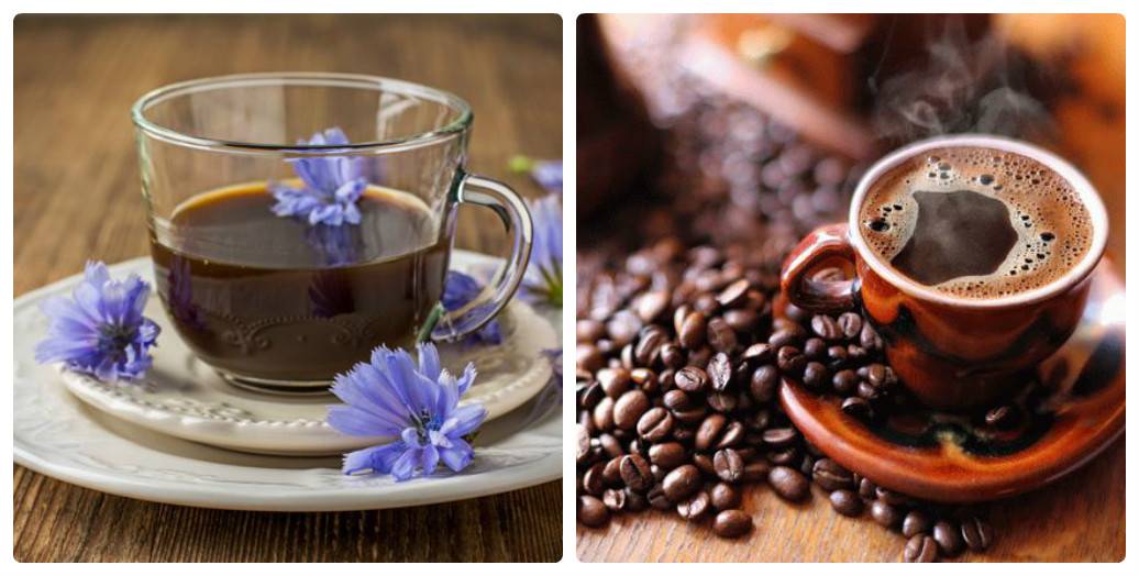 Цикорий вместо кофе – в чем преимущество. что полезнее пить. как собирать, сушить и хранить растение для заваривания