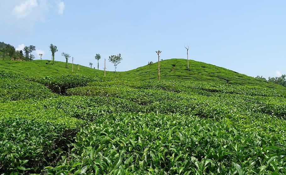 Чайные плантации mackwoods — нувара-элия,  шри-ланка