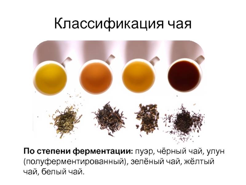 Различие между черным и зеленым чаем. их полезные свойства 3
