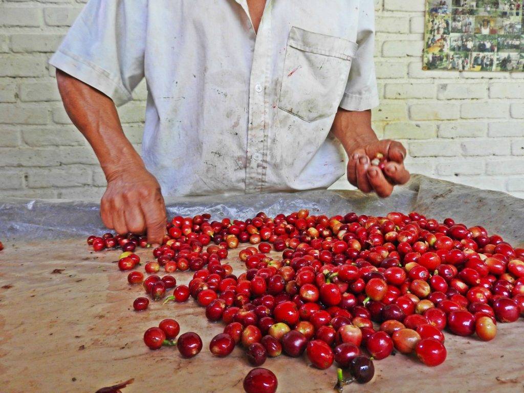 Характеристика колумбийского кофе