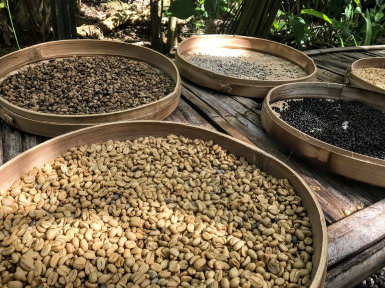 Субъективный отзыв о самом дорогом в мире кофе лювак (kopi luwak): для женщин или утонченных мужчин? от эксперта