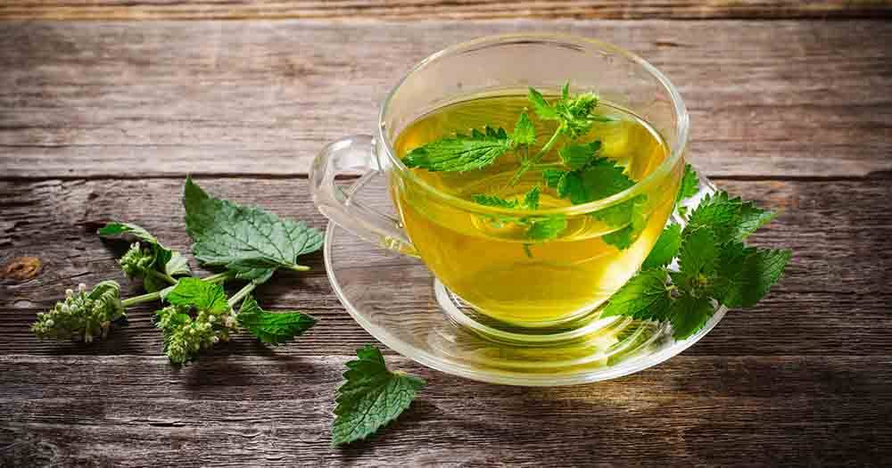 Чай из бузины: полезные свойства, вред и противопоказания напитка из цветков и ферментированных листьев. в какой лучше добавлять - черный или зеленый?