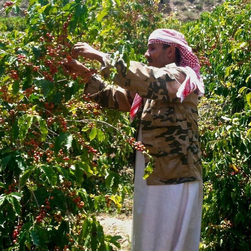Сорта из йемена: кофейные традиции в каждом зернышке