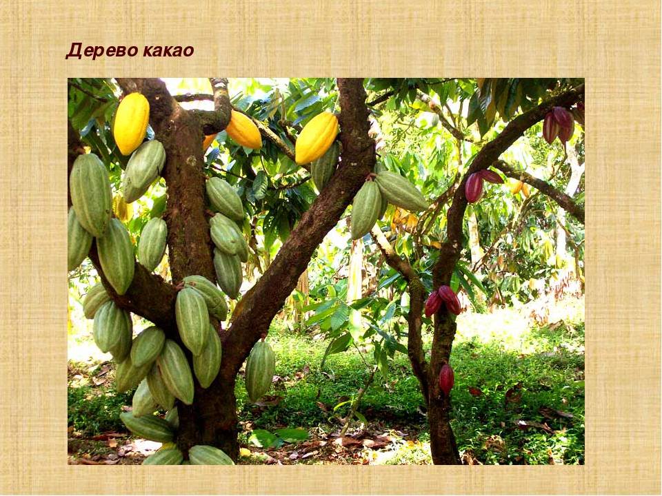 Какао-дерево: фото, выращивание в домашних условиях