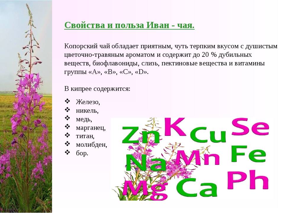 Иван чай:  полезные лечебные свойства и противопоказания, применение, как правильно заваривать и пить