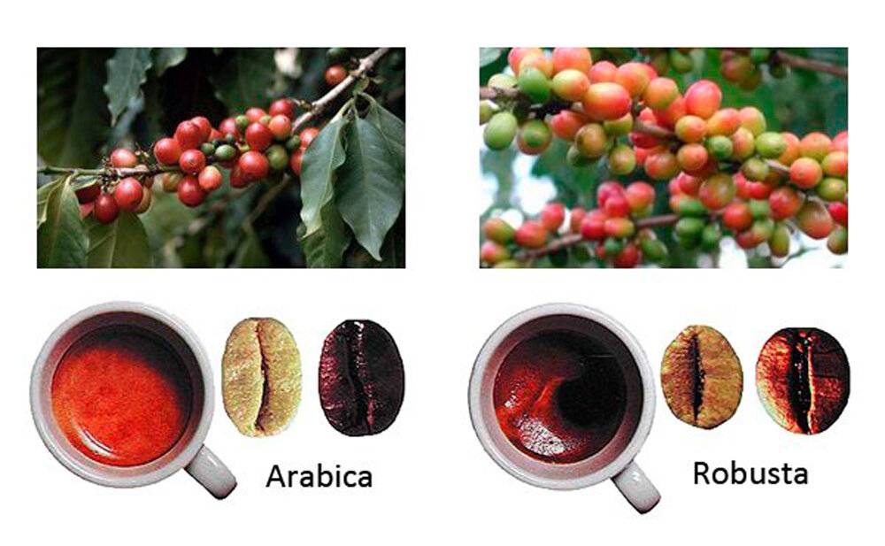 Кофе робуста: виды, особенности напитка и в чем разница робусты от арабики